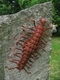Bug. Welded Steel.