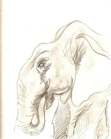 elephant