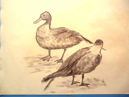 Ducks. charcoal on rag paper. 1992