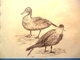 Ducks. charcoal on rag paper. 1992