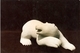 Wandering Bear. Southamption Island Limestone. h. 18.cm. 1990.