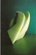 Hawk form. Anhydrite. h. 27 cm.  2004.